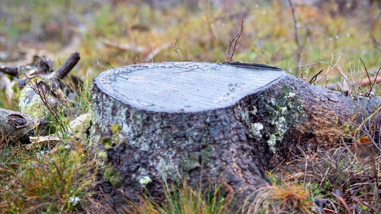 skog vinterbro