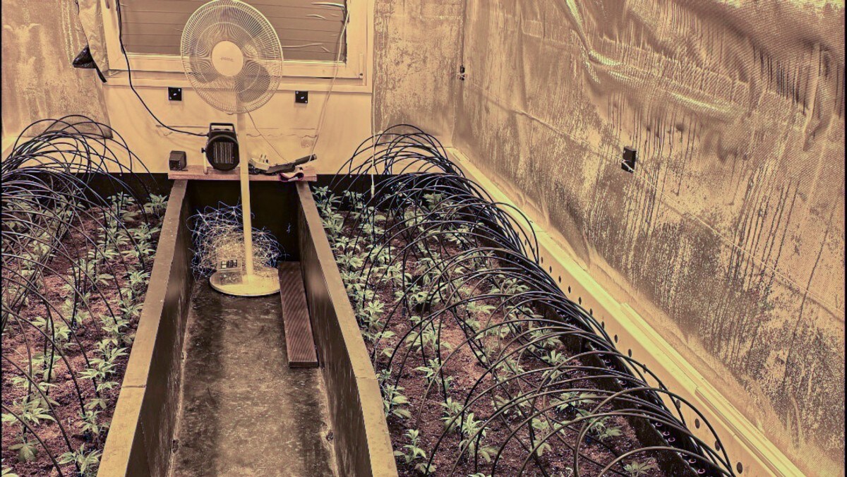 Cannabisdyrkere i retten om to uker