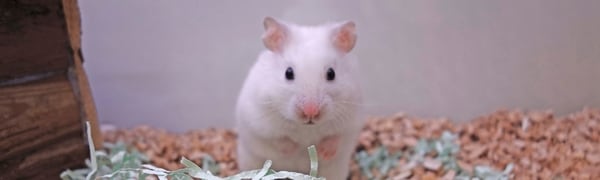 Hamster