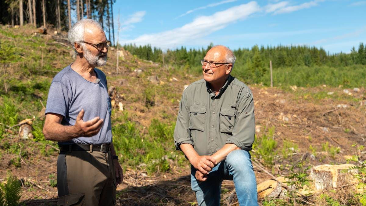 Millionbot for hogst av hønsehaukreir