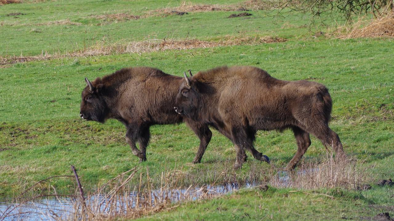 bison visent