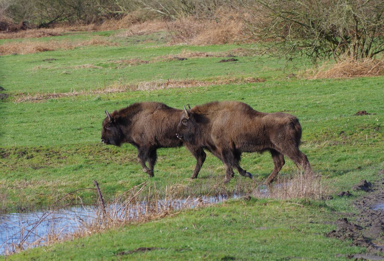 bison visent