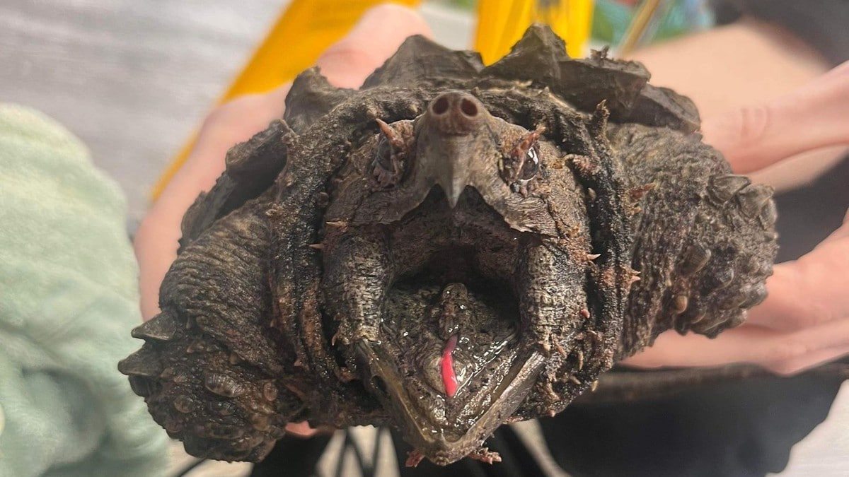 Alligatorskilpadden Fluffy reddet - kan bite gjennom bein
