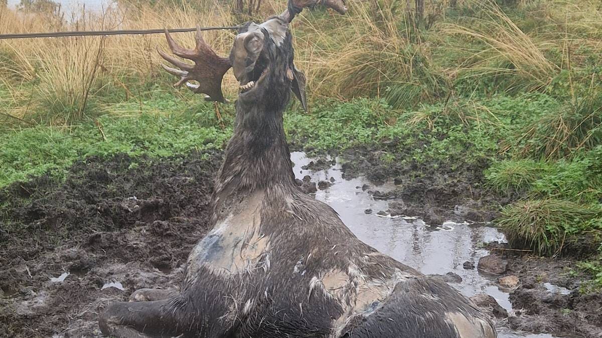 Elg funnet død i gammel telefonkabel: – Må ha lidd fryktelig