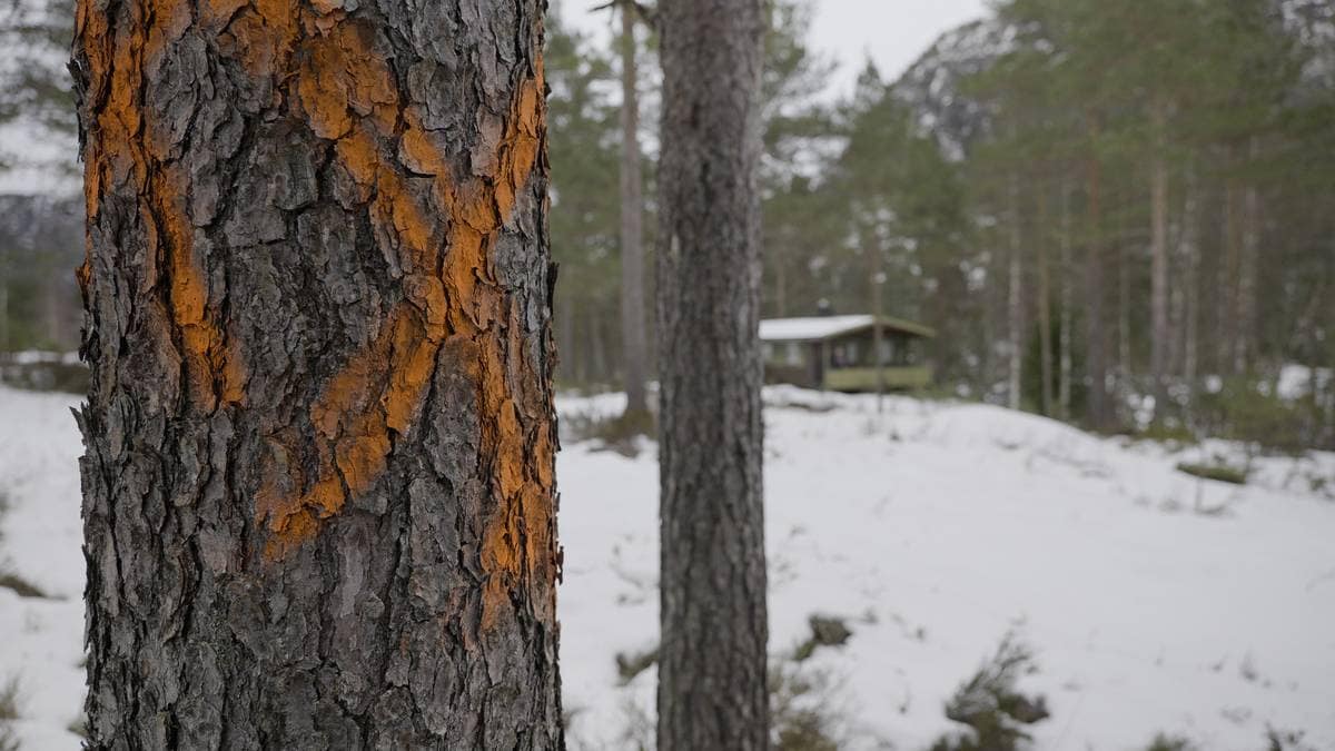 Så nær hytta kommer et av Norges største datasenter – ble ikke varslet