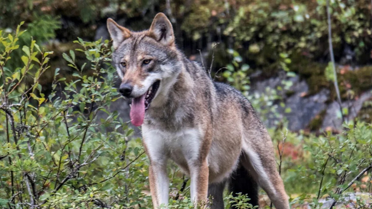 Færre ulver i Norge
