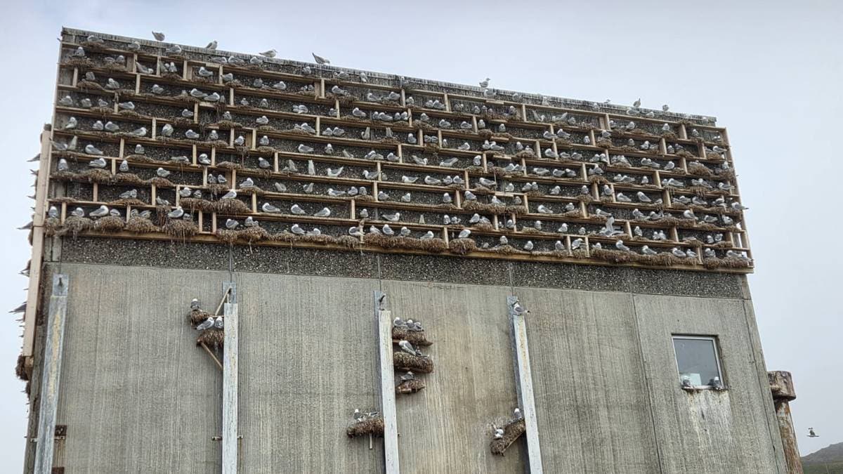 Rev reirplasser – nå kan måkene innta hus i bygda