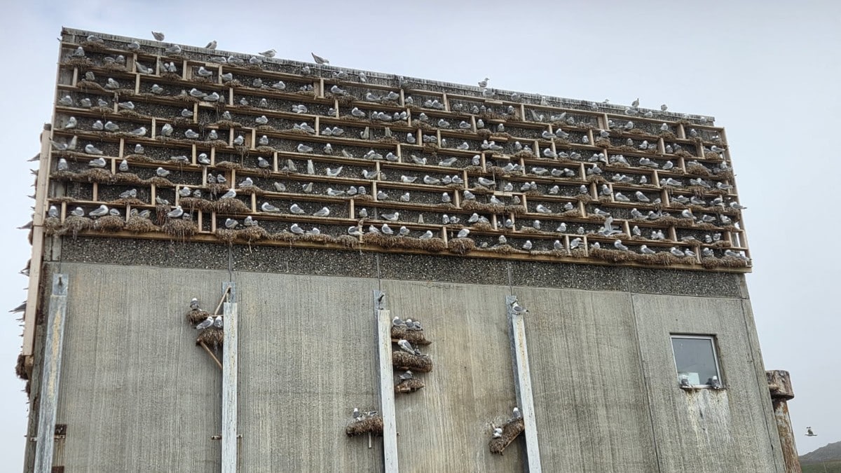 Rev reirplasser – nå kan måkene innta hus i bygda