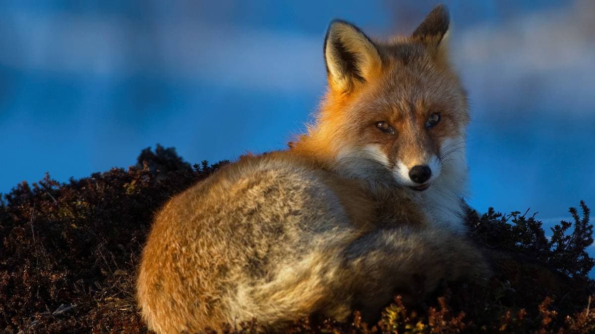 Skuddpremier tilhører en annen tid