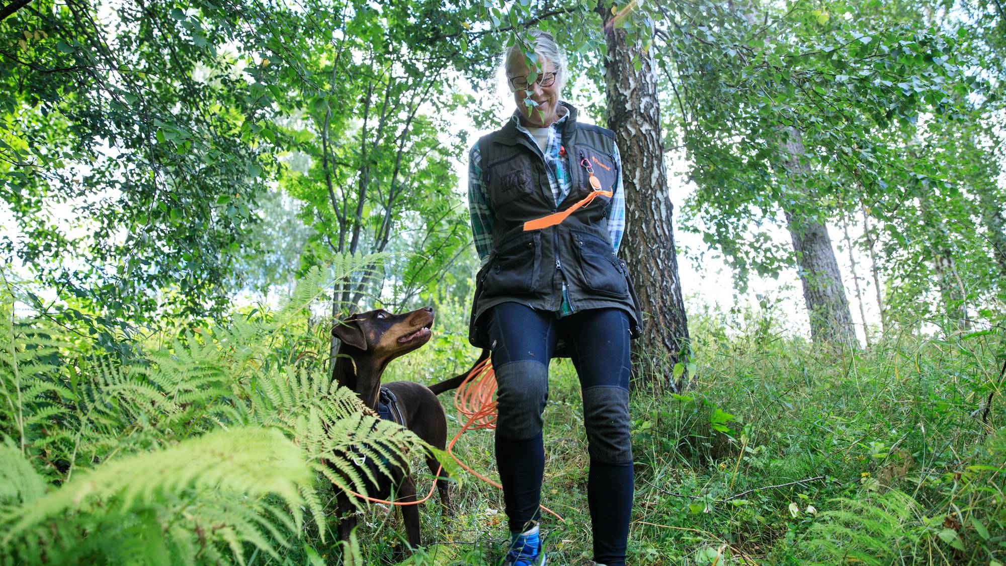 Ulike bilder av Brandi og Sol-Britt Molin som trener på å finne barkbiller i skogen i Nesbyen kommune. 
