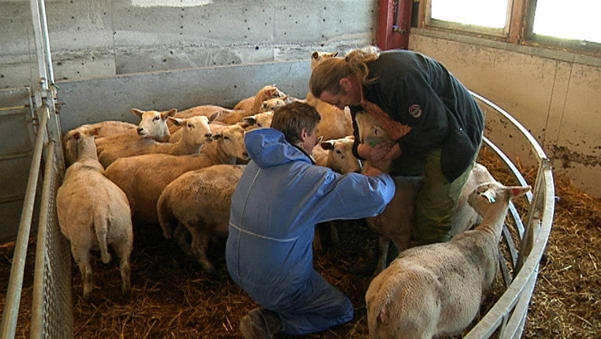 Blåtunge påvist i Farsund