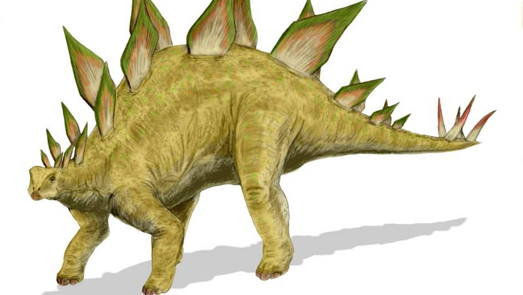Стегозавр рисунок