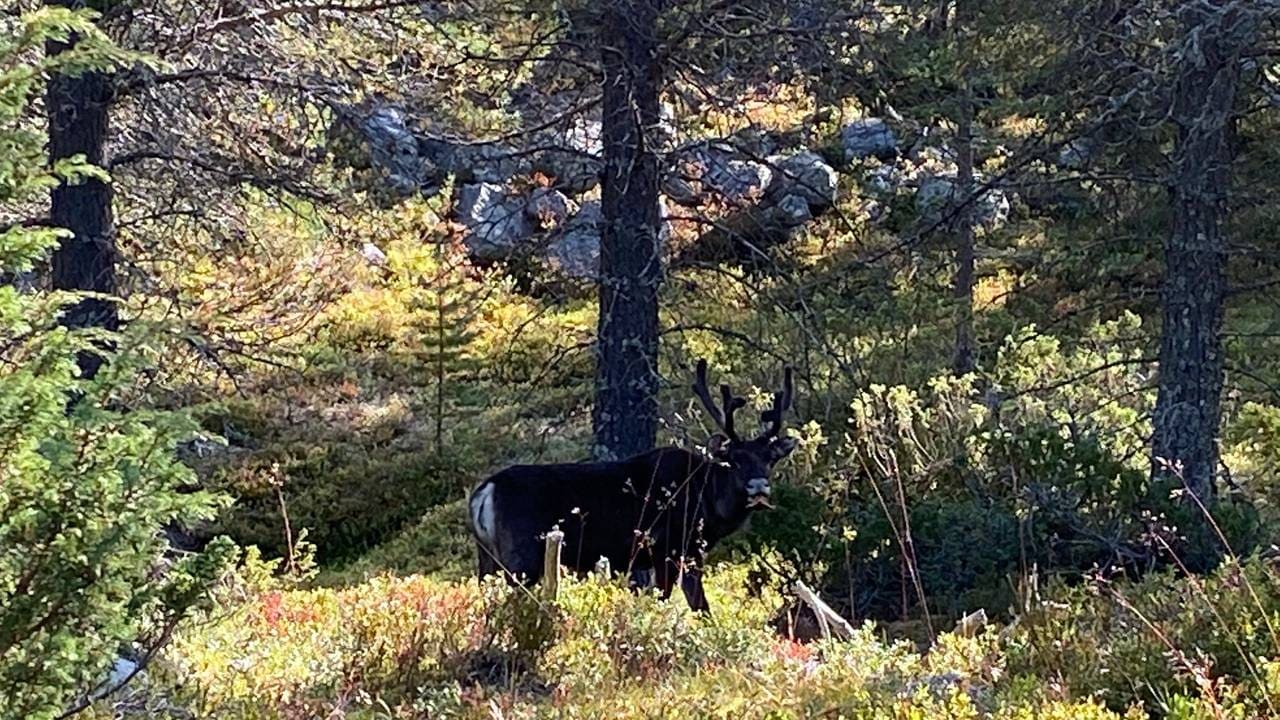 Enslig reinsdyr i skogen i Femundsmarka