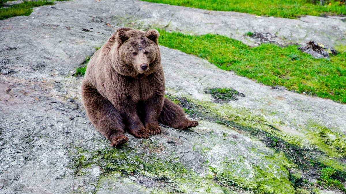 Ny studie: Bjørn dreper mange reinkalver i kalvingstiden