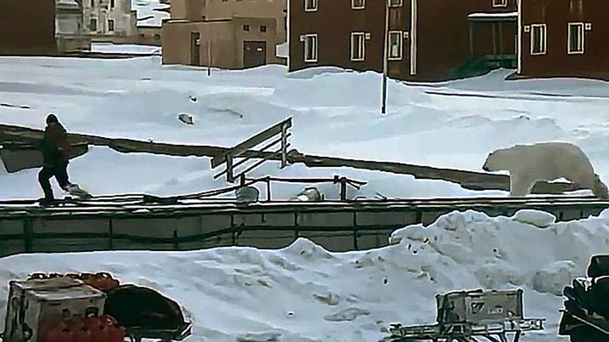 Se videoen: Mannen forsøkte å jage isbjørnen – så ble han jaget selv