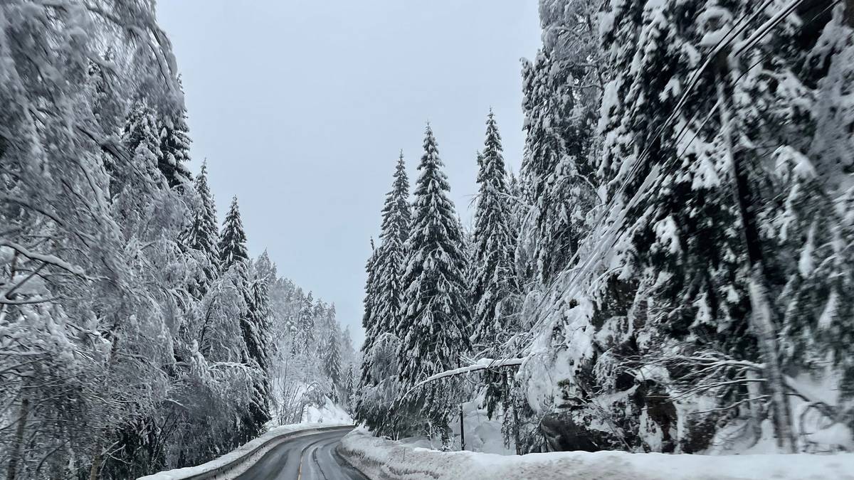 Rekordår for snøskader på skogen i Agder