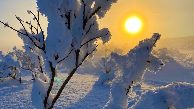 Bilde av en kvist tildekt med snø, sola skinner i bakgrunnen.