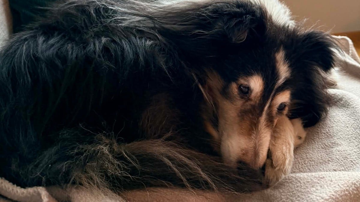 Basse vart kasta p&aring; sj&oslash;en: &ndash; Sv&aelig;rt traumatisk