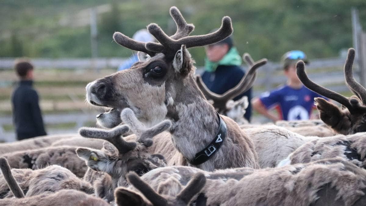 Государство выбрало район Хаммальсфjellet-Сåлекинна для зимовки оленей, но местные власти и саамы требуют пересмотра из-за экологических рисков и нарушений закона
