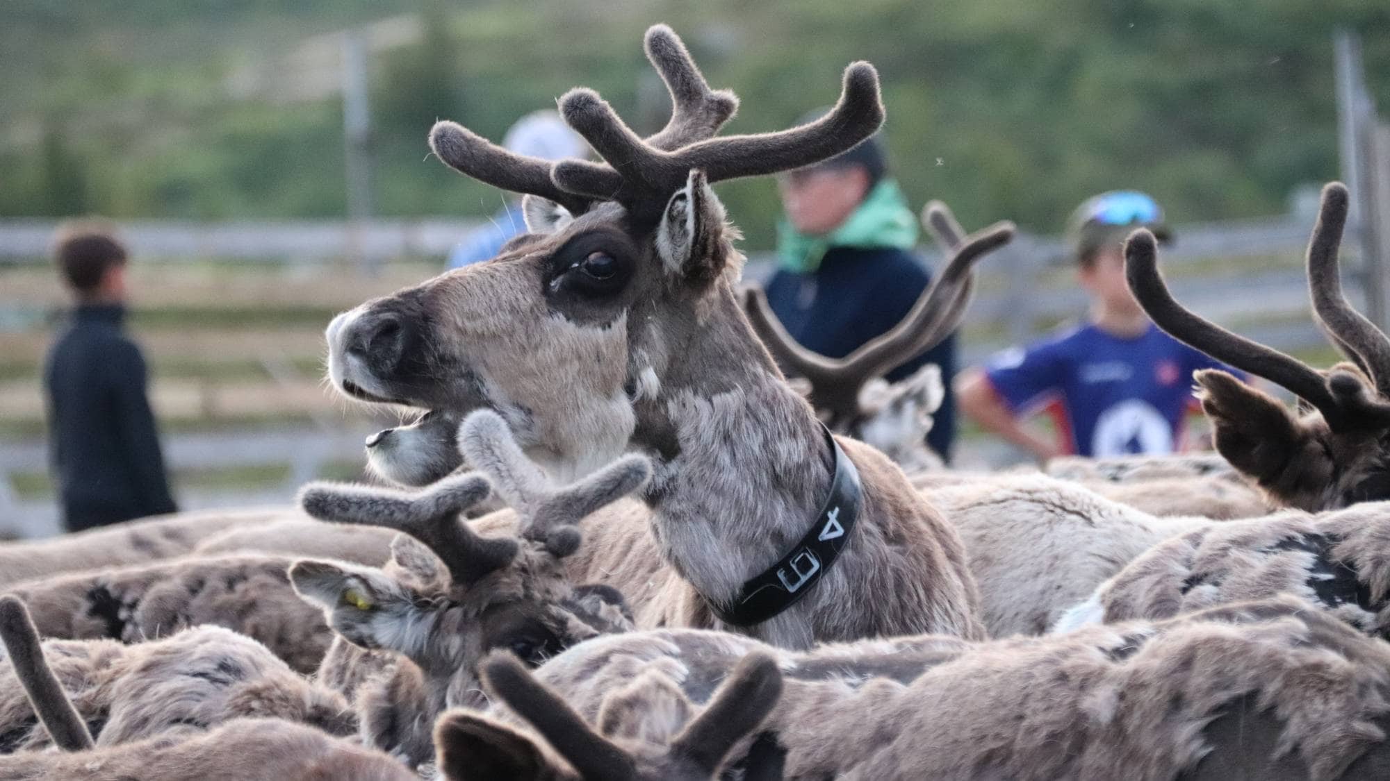 Rein hos sør-Fosen sijte, Fosen