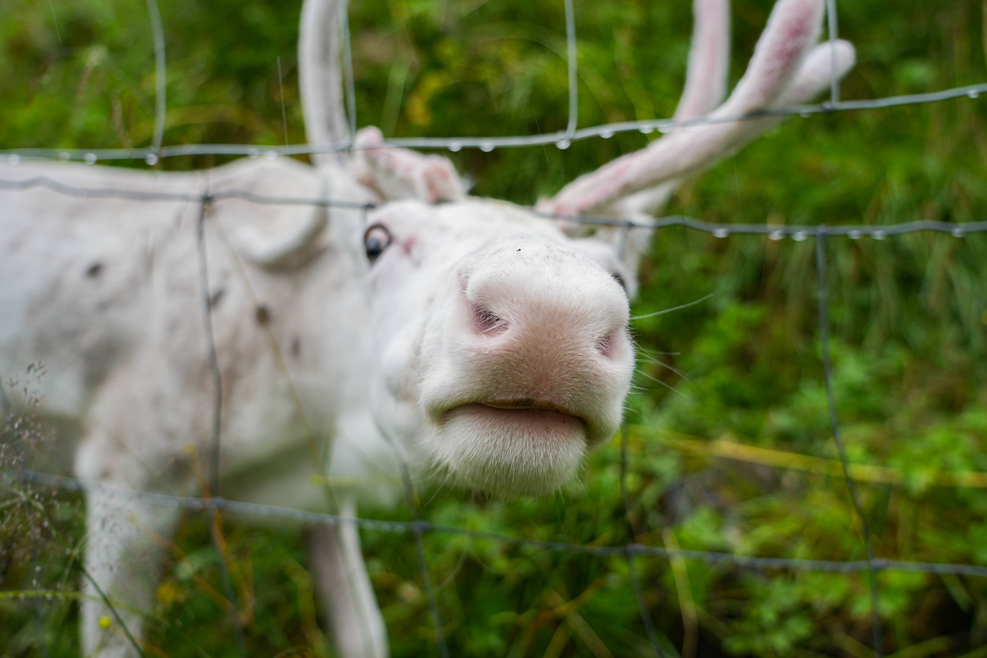 Bilde av et hvitt reinstyr med gevir som vender snuten mot kameraet.
