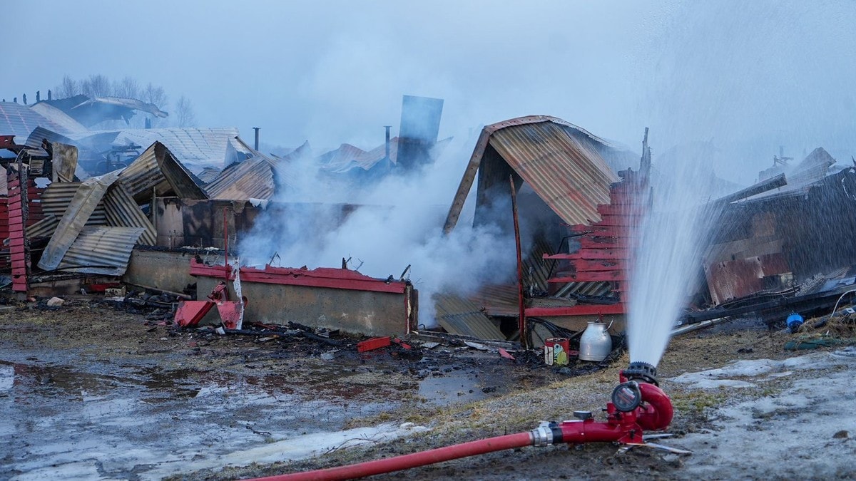 Brann i driftsbygning – 80 storfe har mista livet