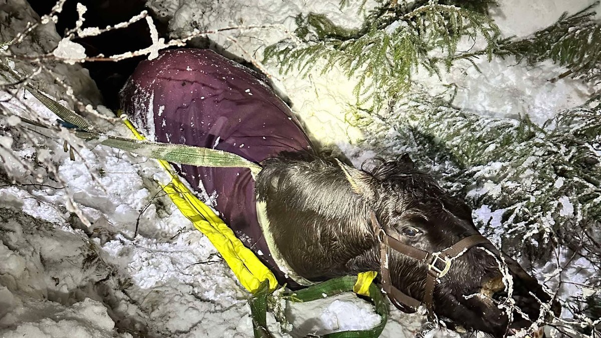 Reddet hest fra bekk