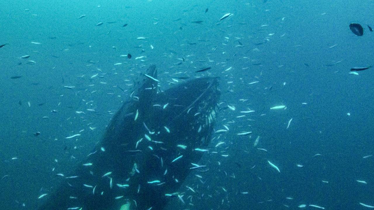 Knølhval spiser sild