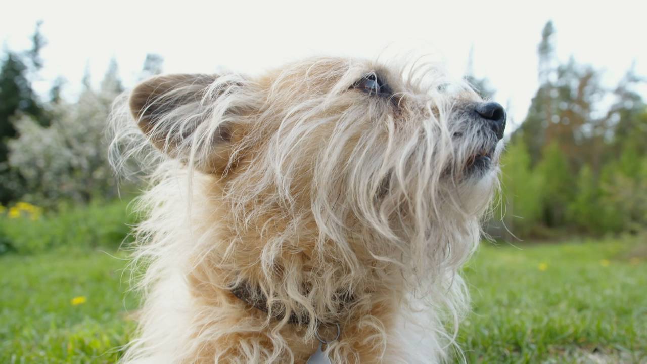 Hunden til Frederica Miller