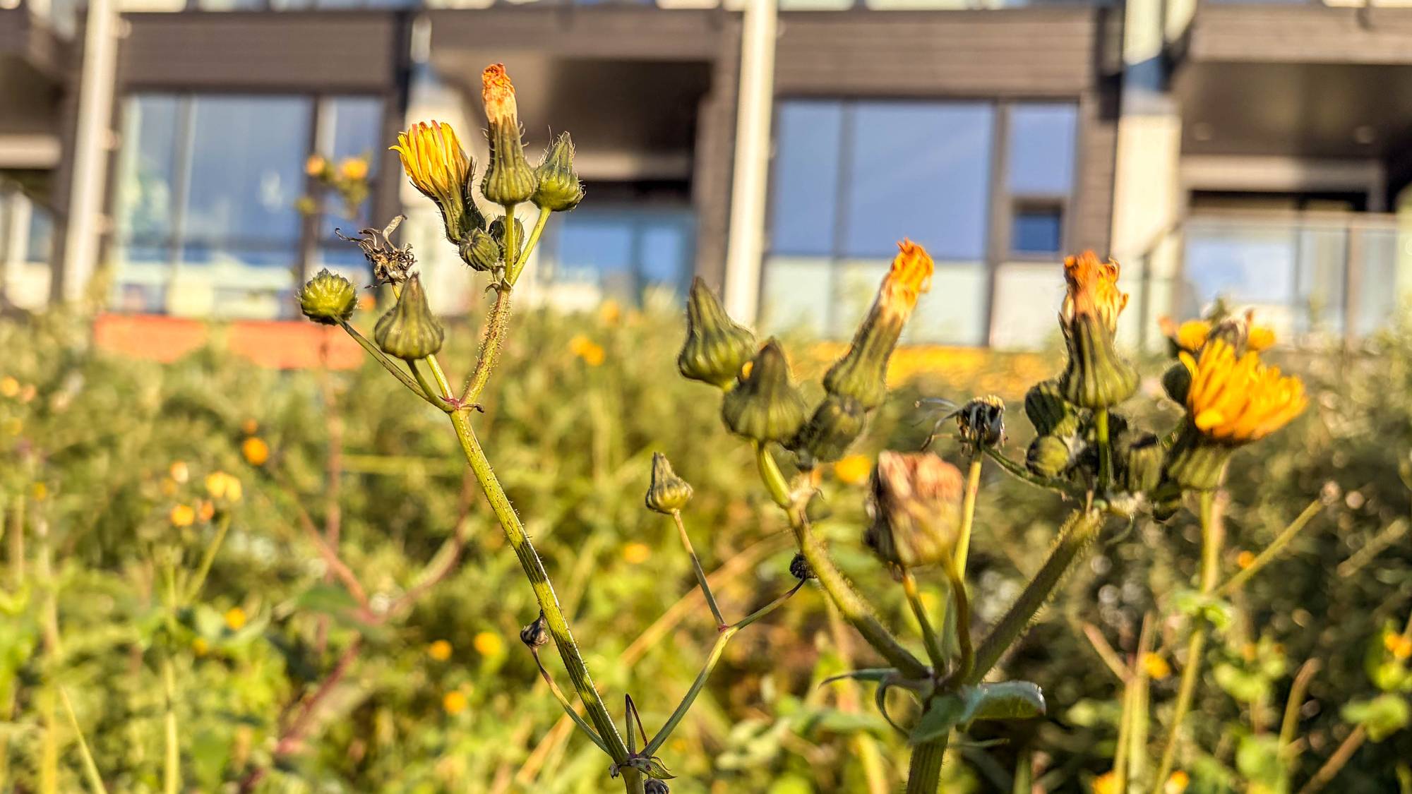 Gule vårblomster som blomstrer i Bodø i oktober 2026