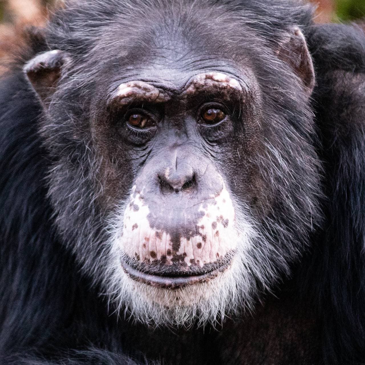 Sjimpansen Julius
