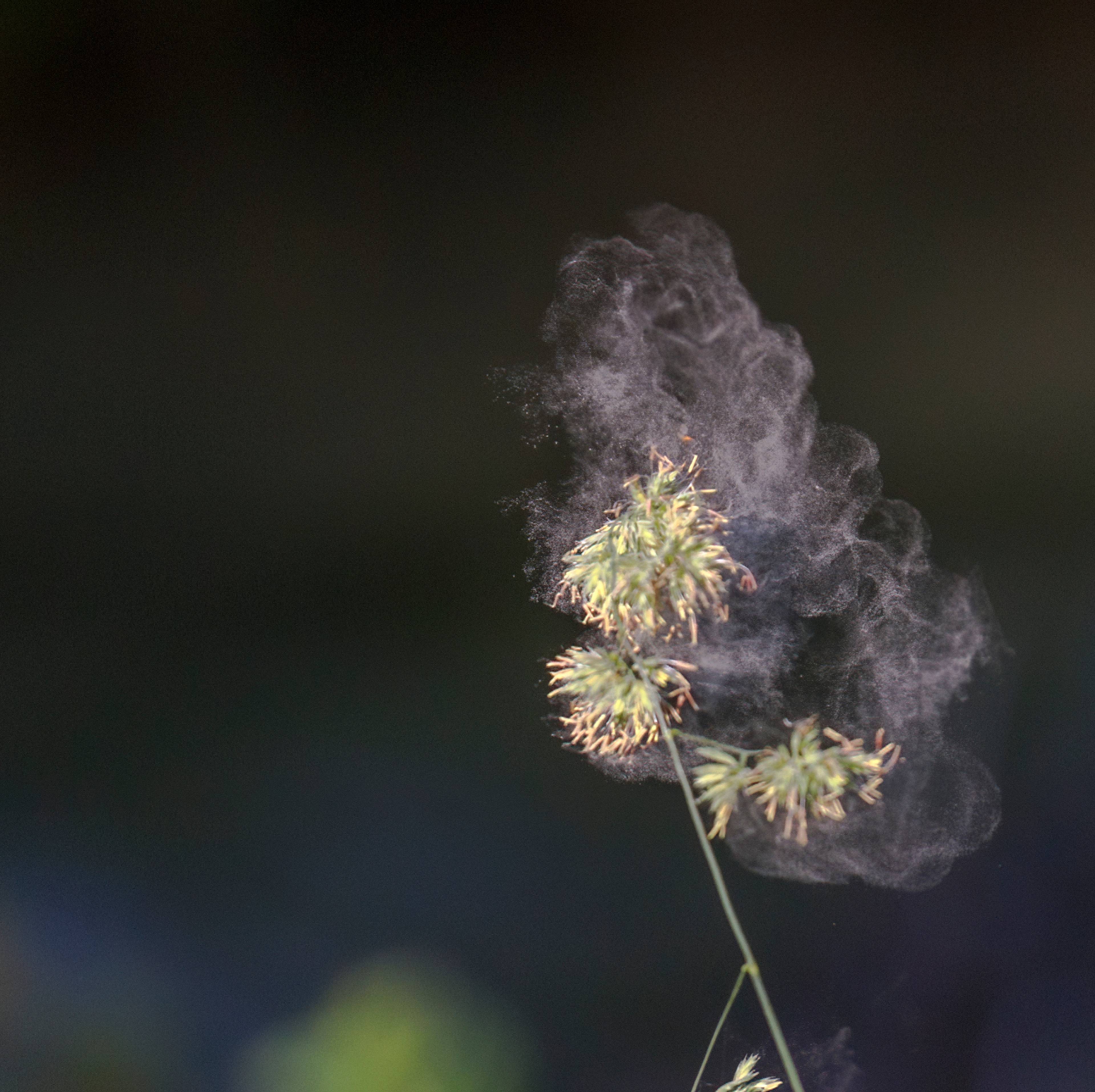 Ei grasstrå med pollen frigjøres i lufta. Blomen har ei lys grøn farge. Bakgrunnen er mørk og uskarp. (Bildebeskrivelsen er laget av ei KI-teneste)
