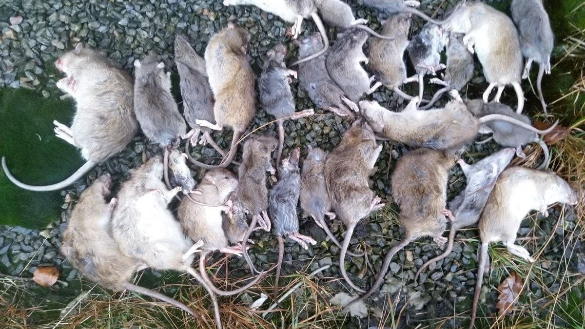 Har tatt fleire tusen rotter: – Ein markant auke