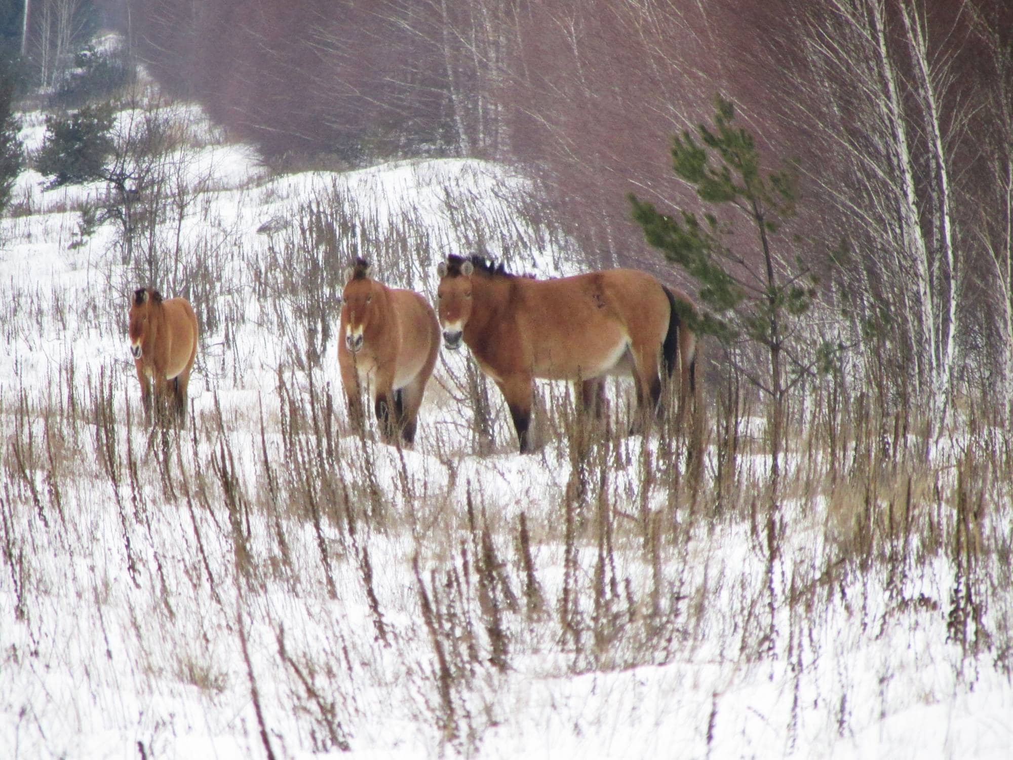 Przewalski-hester