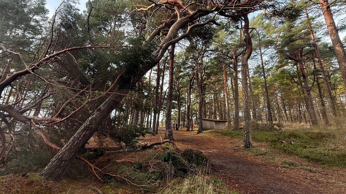 Strid om opprydning etter «Amy»: – Trærne er farlige