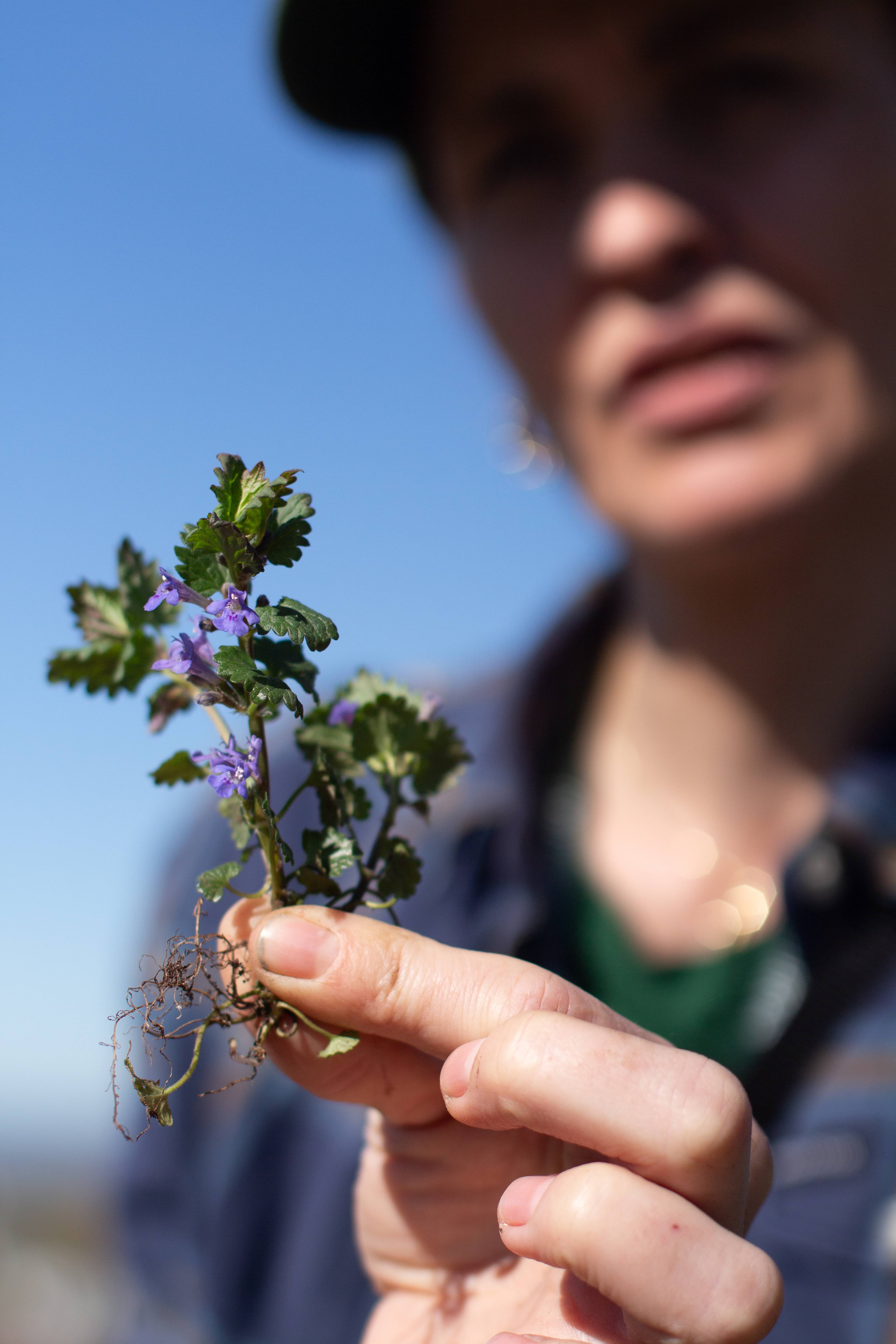 ulike grønne ville planter på et bord