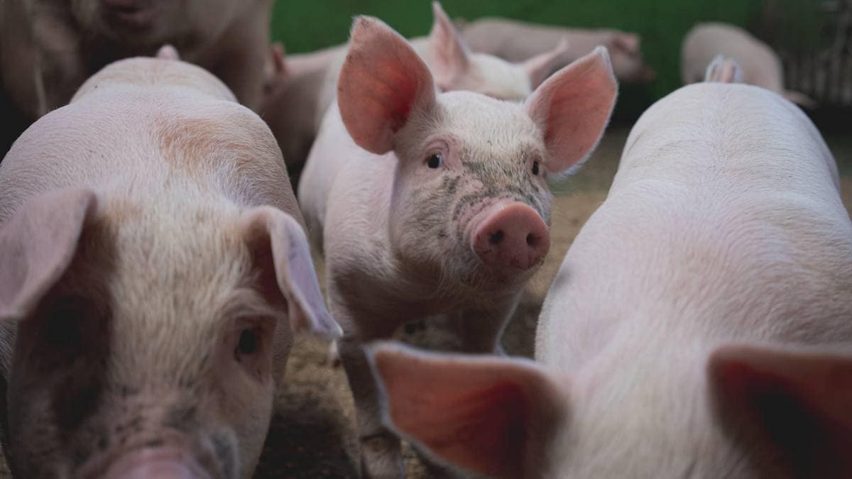 Ny dyrevelferdsmelding vedtatt: – En tapt sjanse