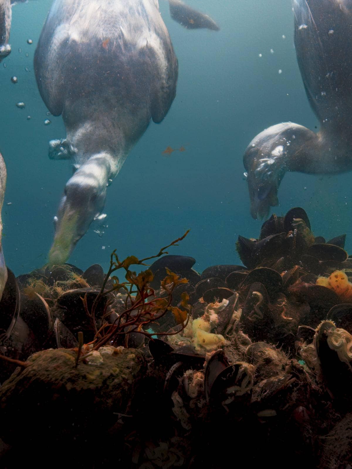 Ny BBC-serie «A Perfect Planet» med unike opptak fra Saltstraumen i Bodø –  NRK Nordland