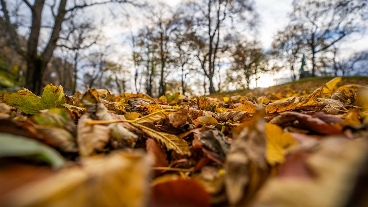 Test dine høst­kunnskaper i denne quizen!