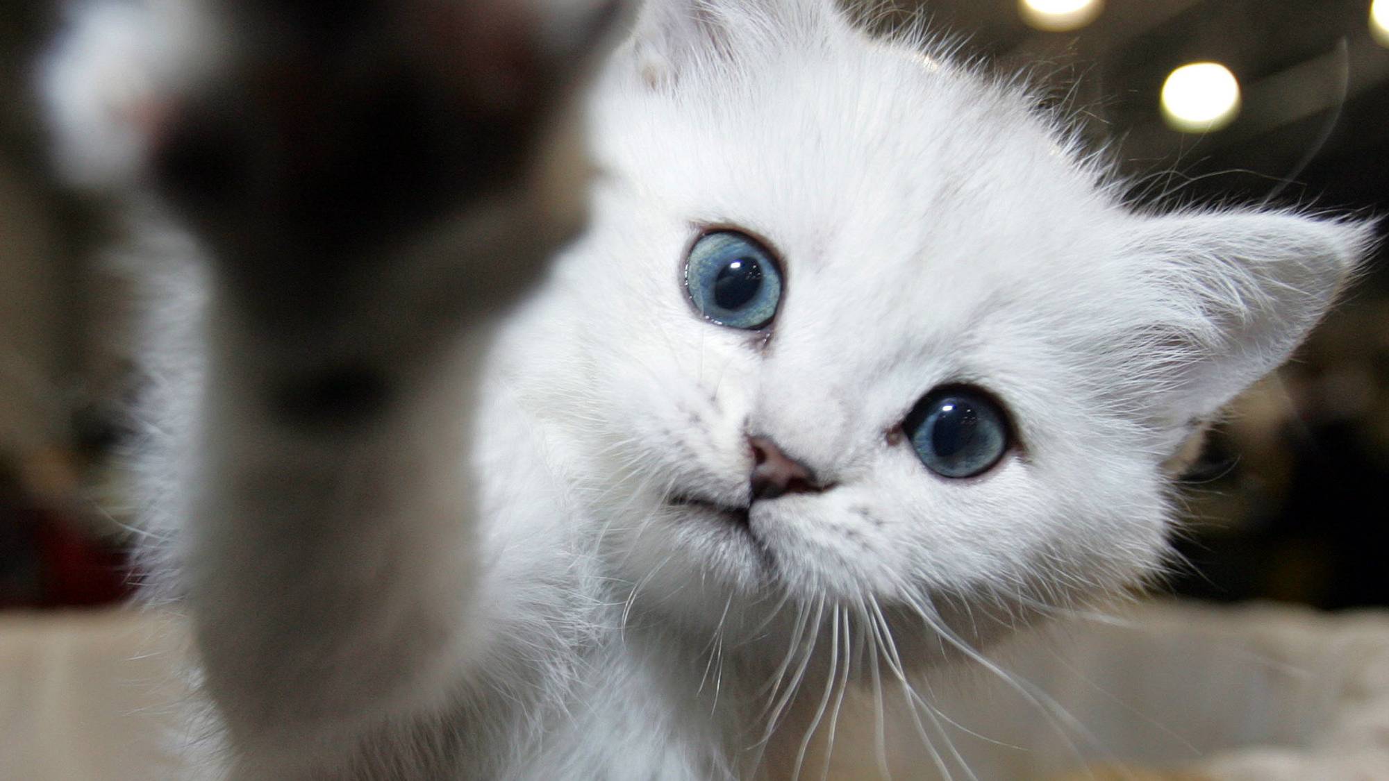 Милые котята на белом фоне. Кот который машет лапой. Серый котёнок. Махающий котенок. Махающий котенок.