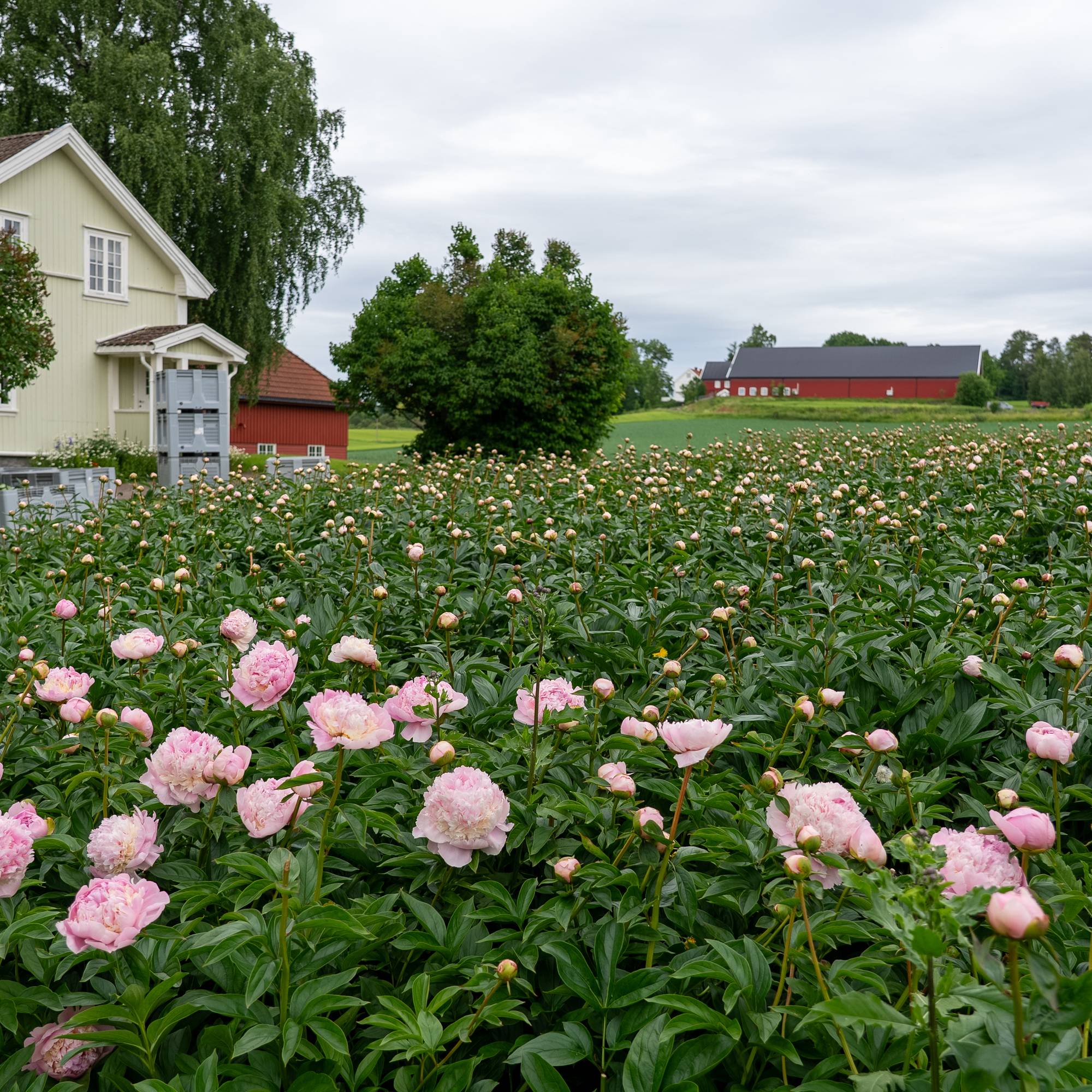 Peoner på Toten
