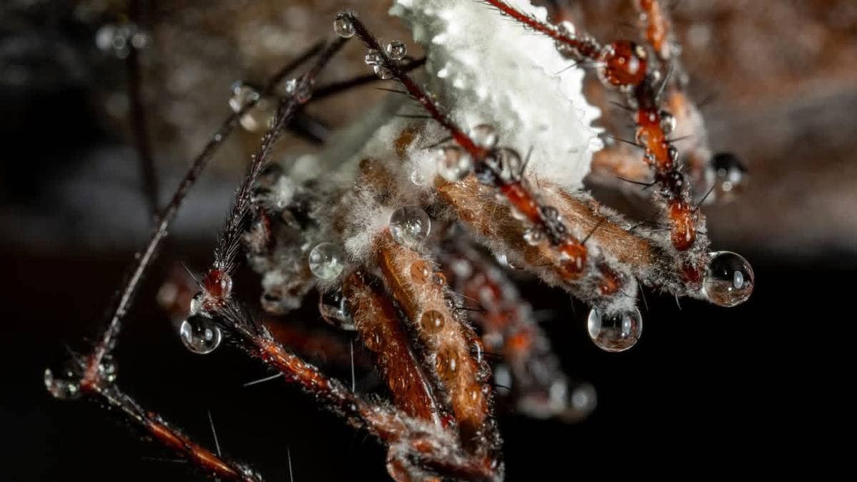 Zombiesopp oppdaget i Sverige: – Finnes trolig i Norge også