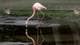 YURI CORTEZ / AFP,NTB Dette skal være en av flamingoene som levde i dyrehagen i Torocon-fengselet, der Tren de Aragua hadde kontroll.