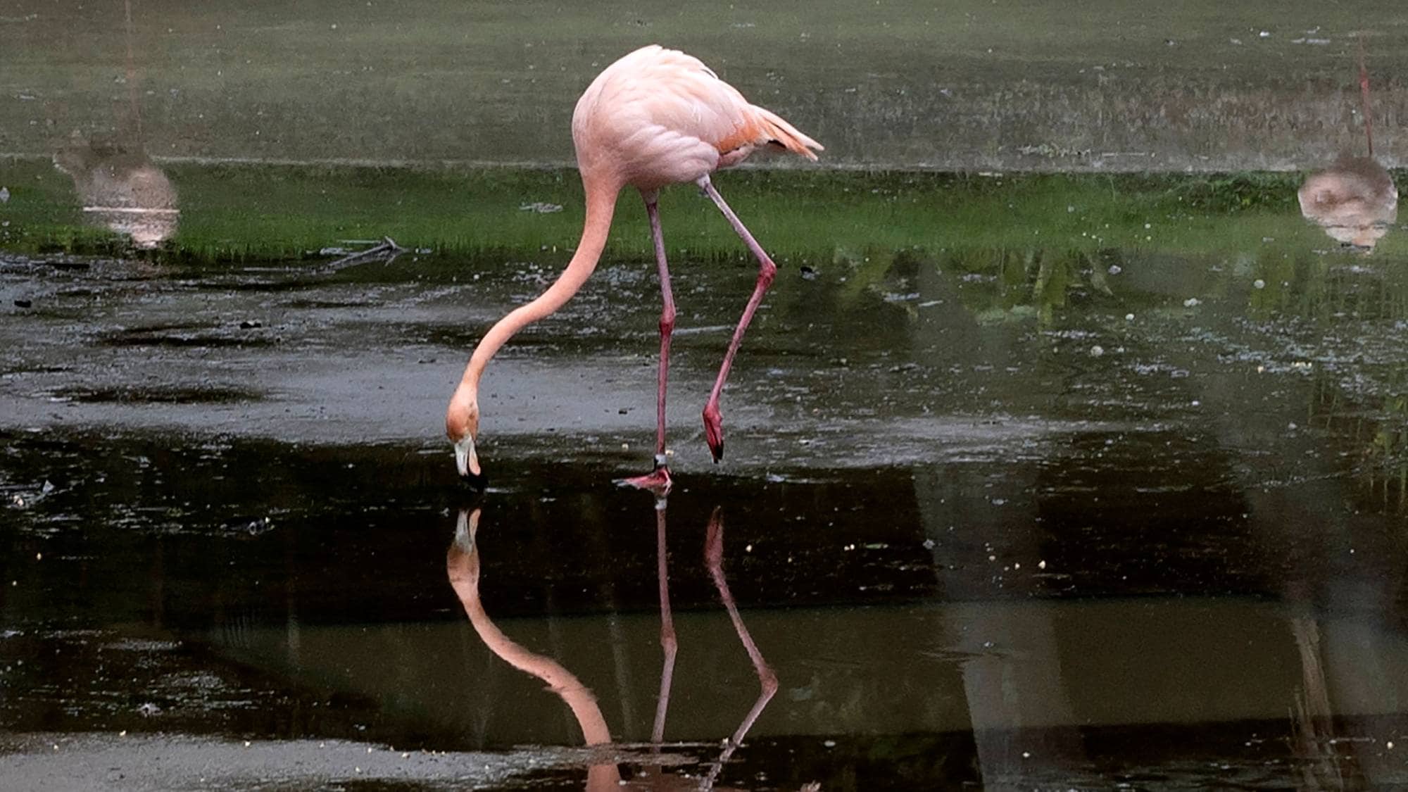 Dette skal være en av flamingoene som levde i dyrehagen i Torocon-fengselet, der Tren de Aragua hadde kontroll. 