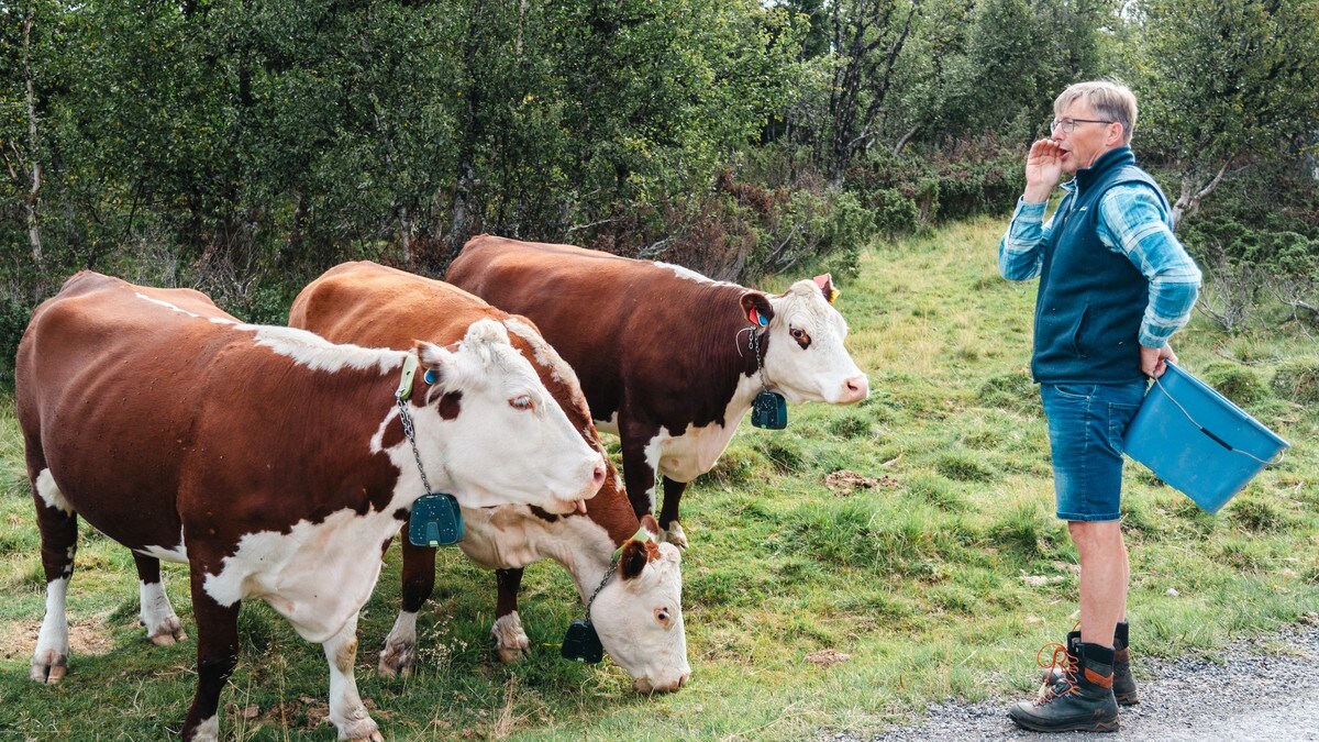 Bøndene tok grep for å unngå konflikt i beitesesongen