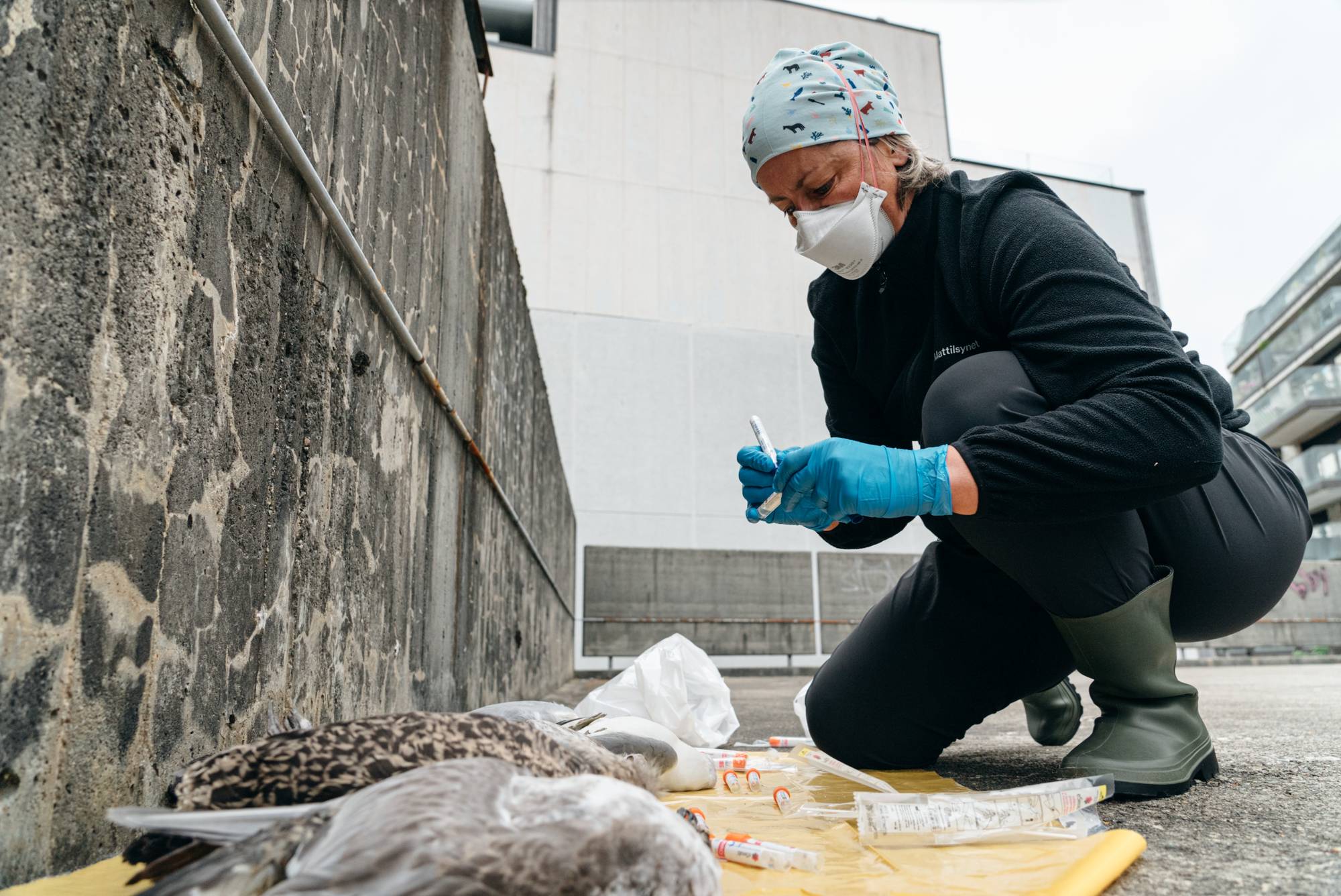 Døde måker testet for fugleinfluensa
