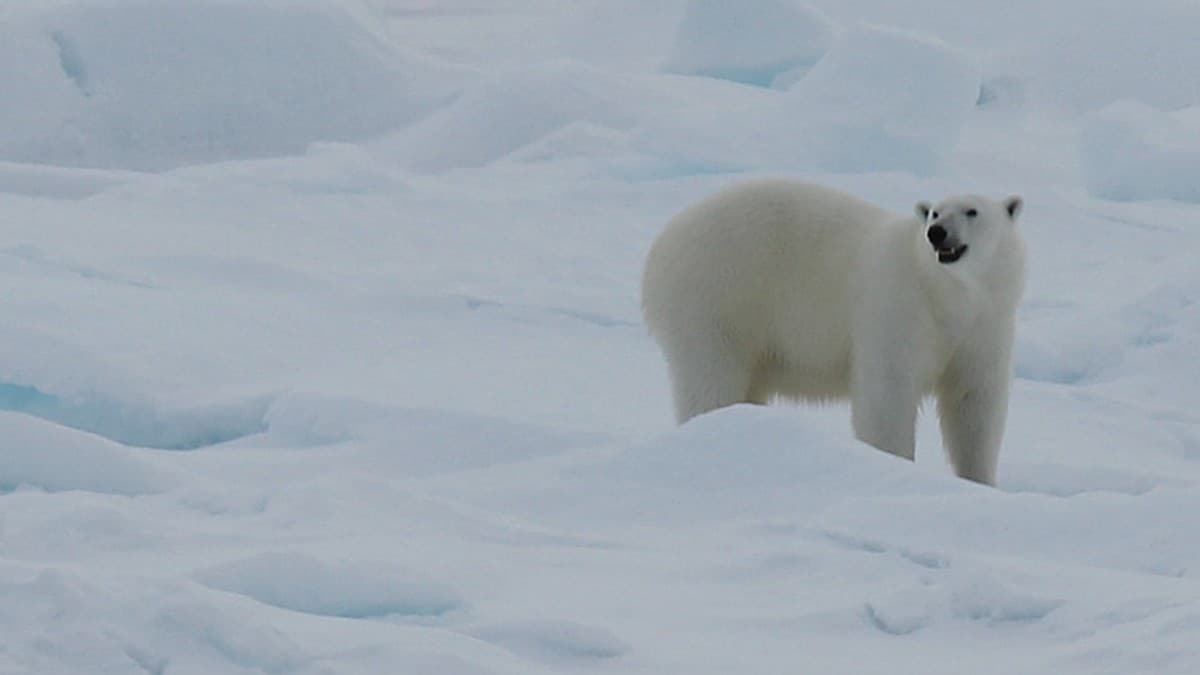 Mindre gift i Svalbard-isbjørn