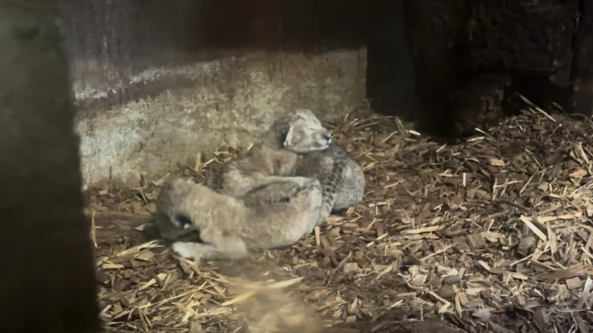 Løveunger født i Dyreparken