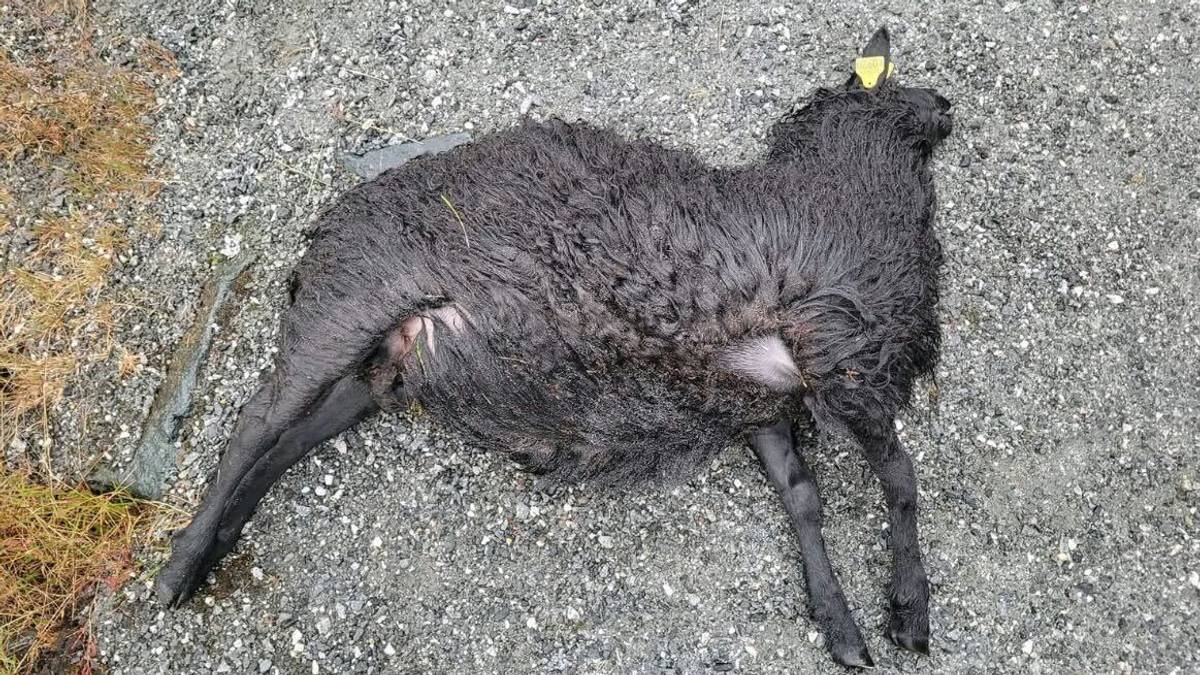 Jaga i døden av laus hund på fjelltur: – Forferdeleg og brutalt