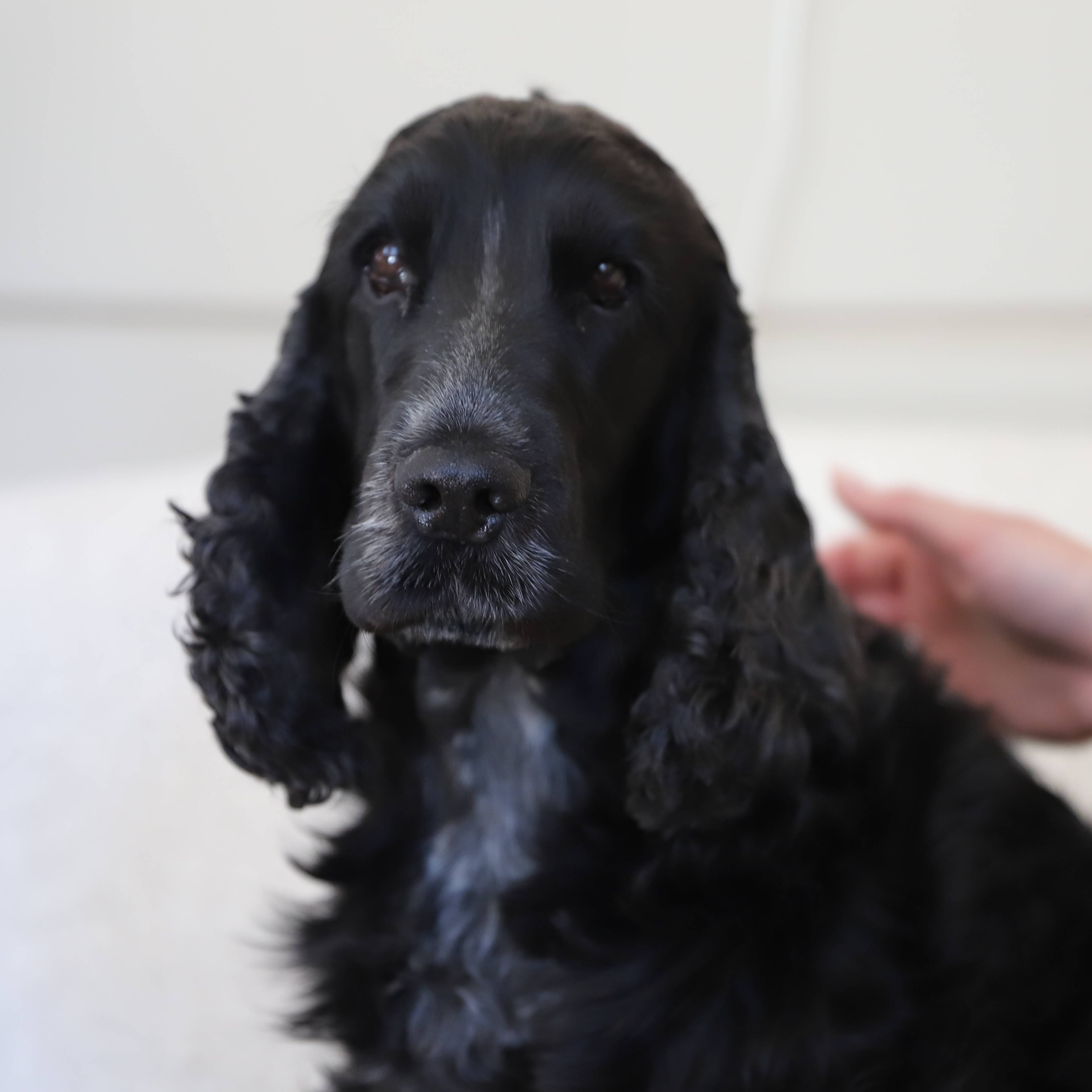 Svart hund i sofa